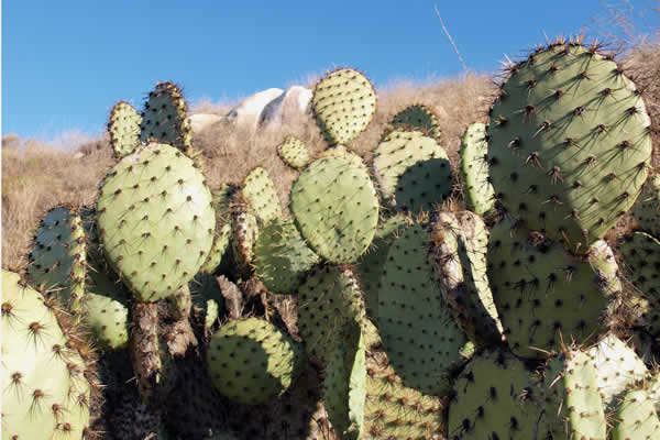 Santee cacti
