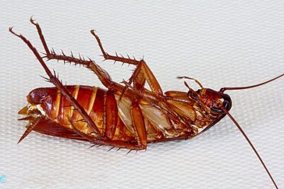 Kafka Metamorphosis cockroach