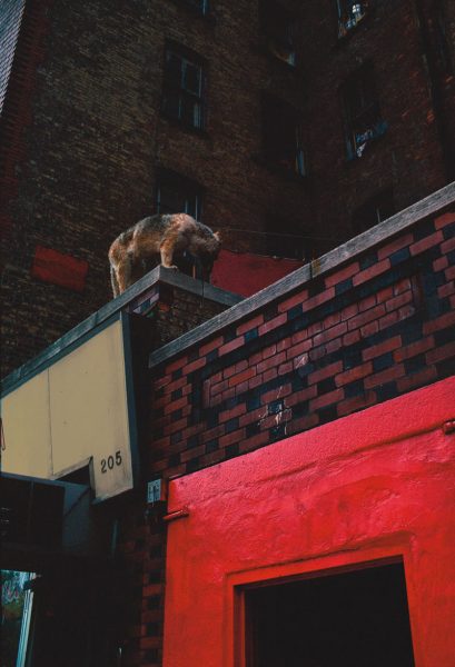 Roof Dog, Ave. B, E. 4th & E. 5th St., 1981, photograph by Philip Pocock