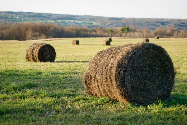Hay, photograph by Peter Roome